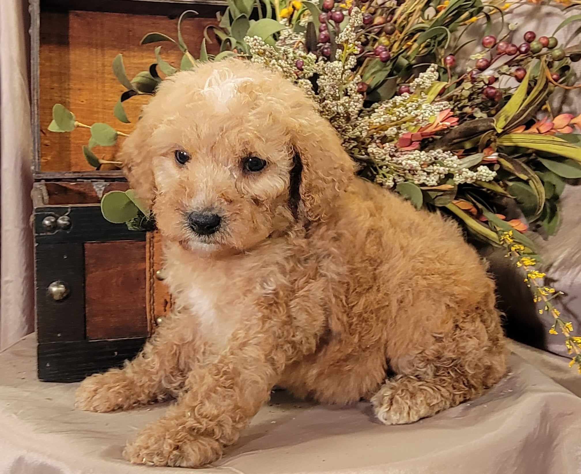 puppy, for, sale, Goldendoodle Mini F1B, Lana  Arnall, dog, breeder, Hartville, MO, dog-breeder, puppy-for-sale, forsale, nearby, find, puppyfind, locator, puppylocator, aca